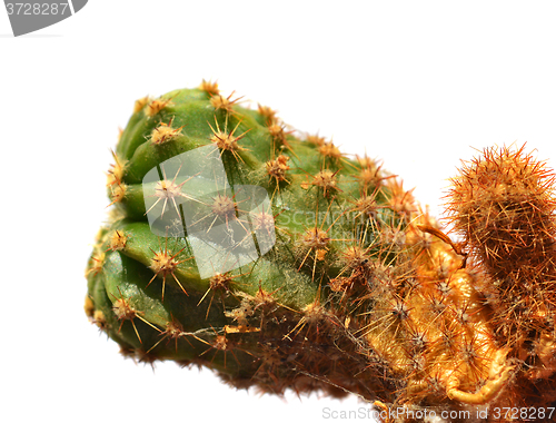 Image of Cactus