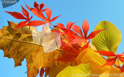 Image of Bouquet of milticolor leaves