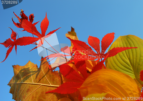 Image of Bouquet of milticolor leaves