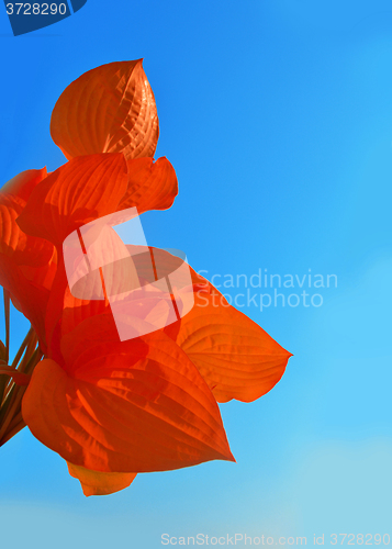 Image of Red leaves