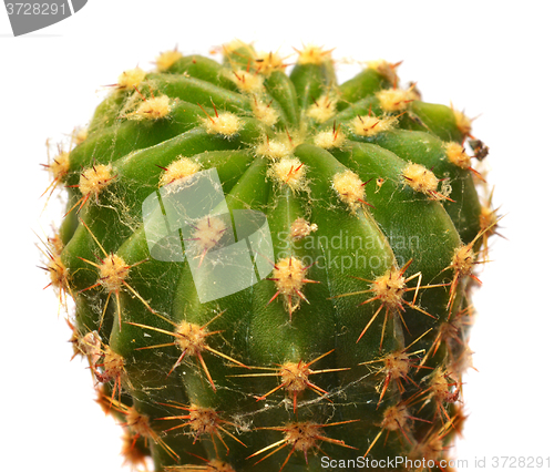 Image of Cactus