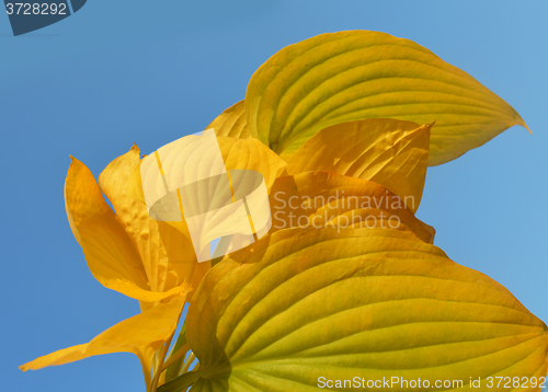 Image of Yellow leaves