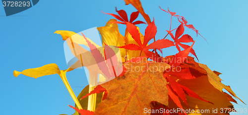 Image of Bouquet of milticolor leaves