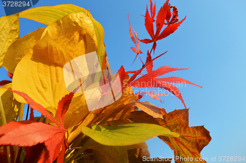 Image of Bouquet of milticolor leaves