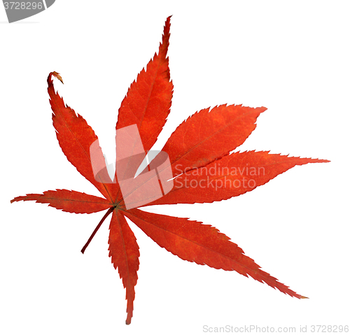 Image of Red leaf