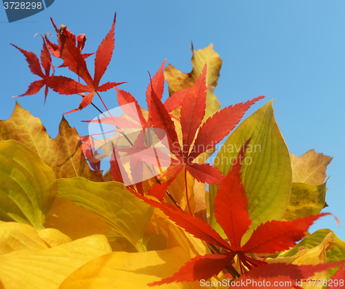 Image of Bouquet of milticolor leaves