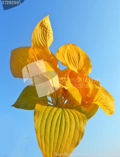 Image of Yellow leaves