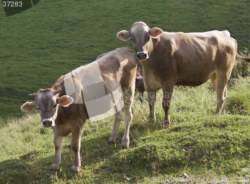 Image of Two cows