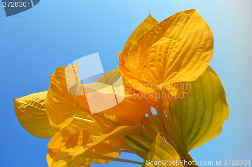 Image of Yellow leaves