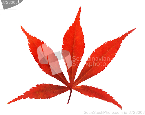 Image of Red leaf
