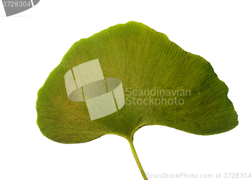 Image of Leaf Ginkgo Biloba