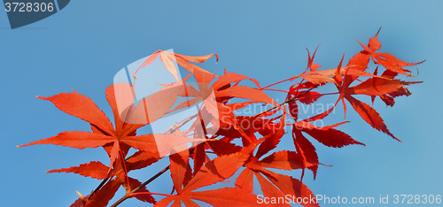 Image of Red leaves