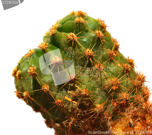 Image of Cactus