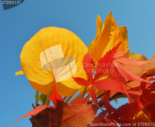 Image of Bouquet of milticolor leaves
