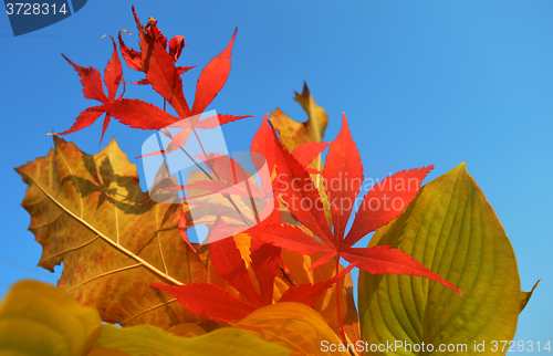 Image of Bouquet of milticolor leaves