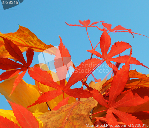 Image of Bouquet of milticolor leaves