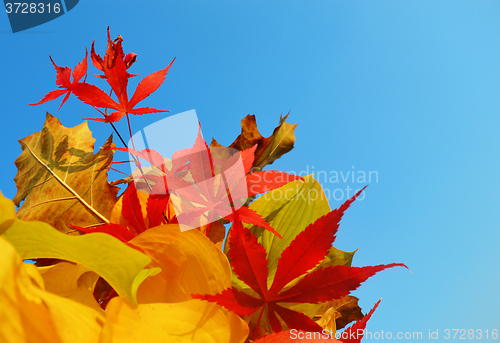 Image of Bouquet of milticolor leaves