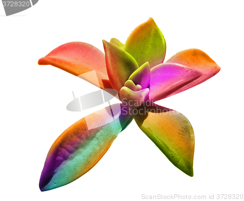 Image of Colorful plant