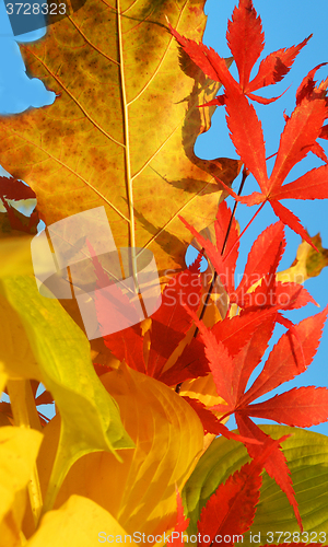 Image of Bouquet of milticolor leaves