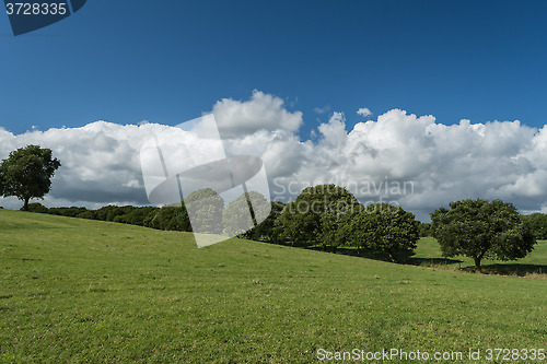 Image of Trees on a field