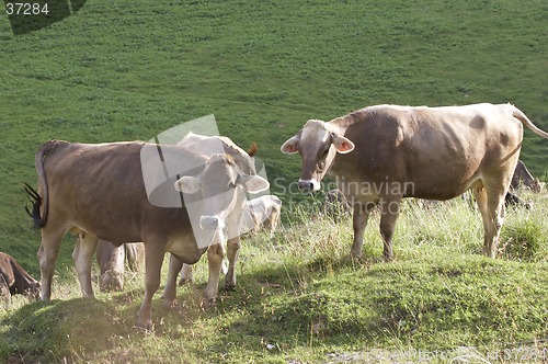 Image of Cows