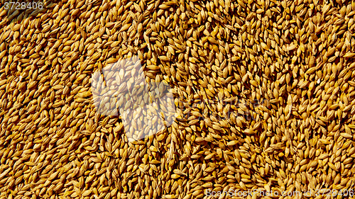 Image of Grains of wheat close-up