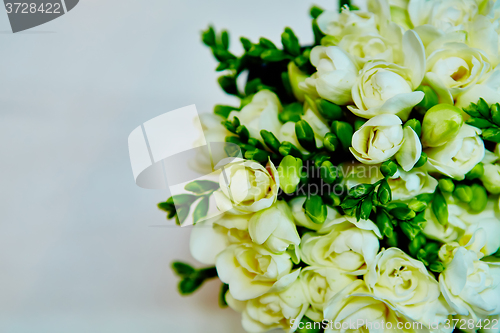 Image of white flowers of lilac