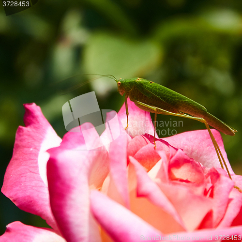 Image of Katydid Tettigonia cantans on a pink rose. 