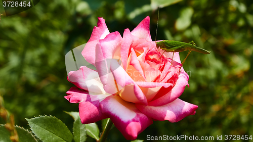 Image of Katydid Tettigonia cantans on a pink rose. 