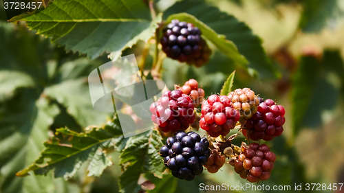 Image of blackberries begin to ripen