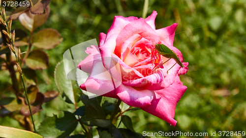 Image of Katydid Tettigonia cantans on a pink rose. 