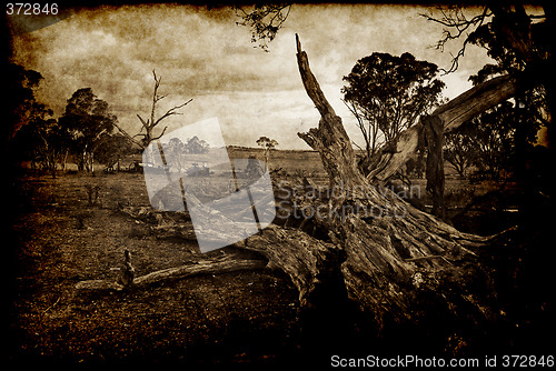 Image of grunge fallen tree