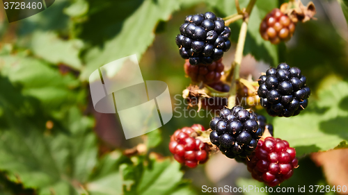 Image of blackberries begin to ripen