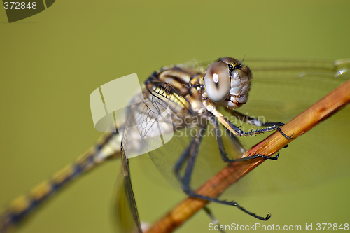 Image of closeup of dragonfly