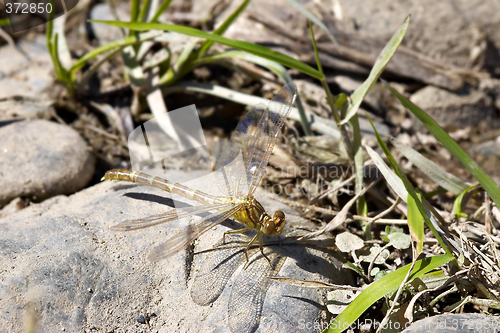 Image of dragonfly on rock