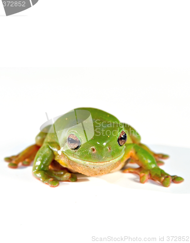 Image of green tree frog