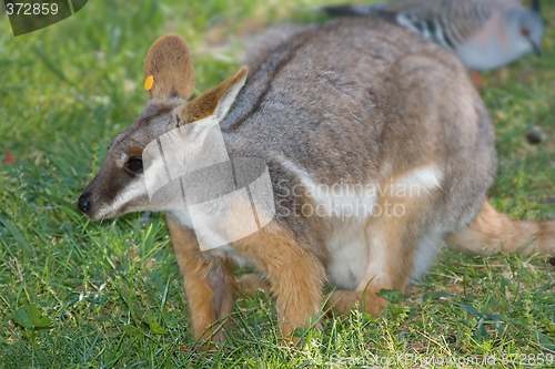 Image of yellow footed rock wallaby