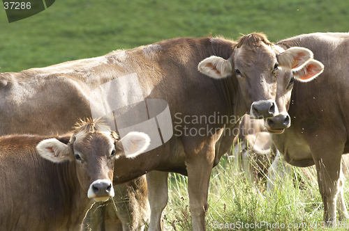 Image of Three cows