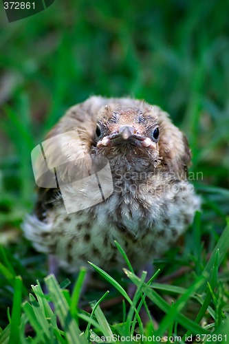 Image of bird fallen from nest