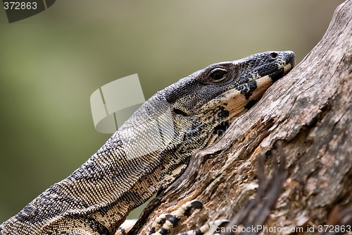 Image of tired goanna