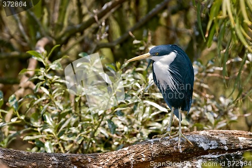 Image of pied heron