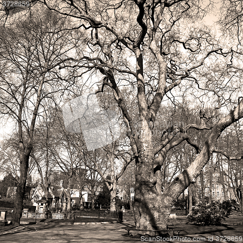 Image of park in london spring sky and old dead tree 