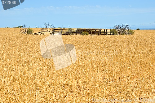 Image of corral in a field of wheat