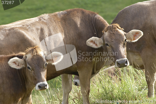 Image of Cows