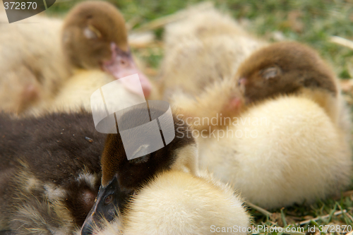 Image of three ducklings