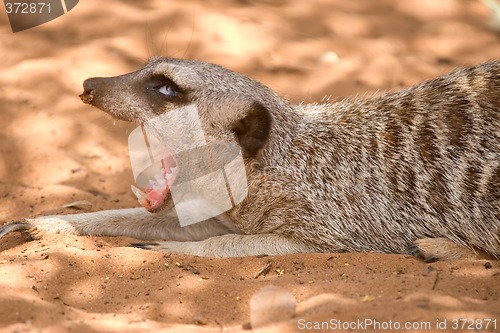 Image of meerkat yawning wide open mouth and eyes rolled back