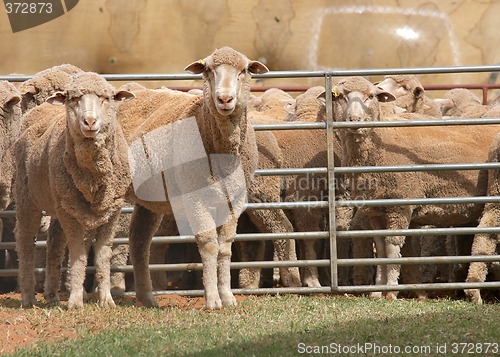 Image of sheep in pen