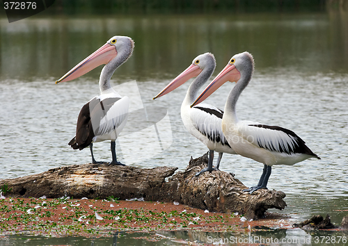 Image of pelican watchers