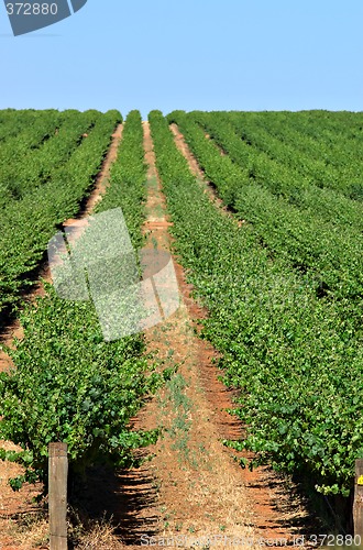 Image of grape vines