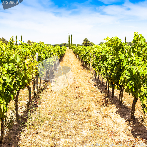 Image of Provence vineyard